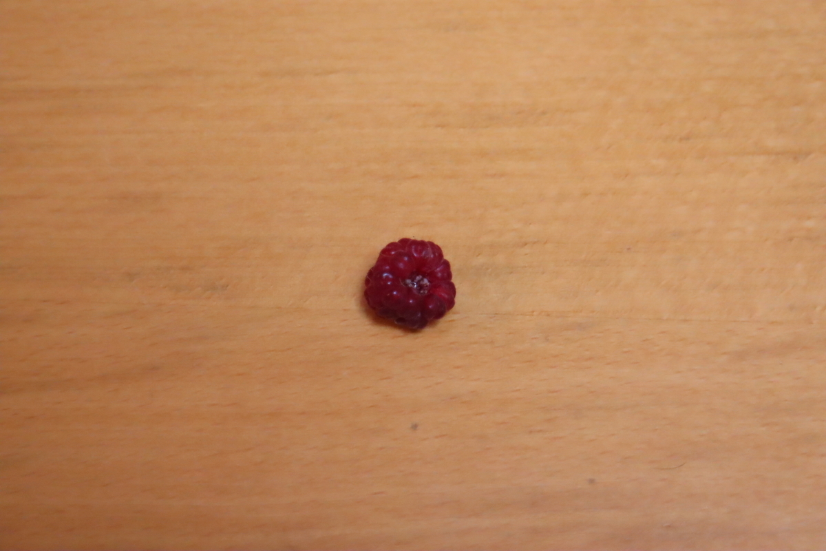 f:id:tomato_1:20210709204537j:plain
