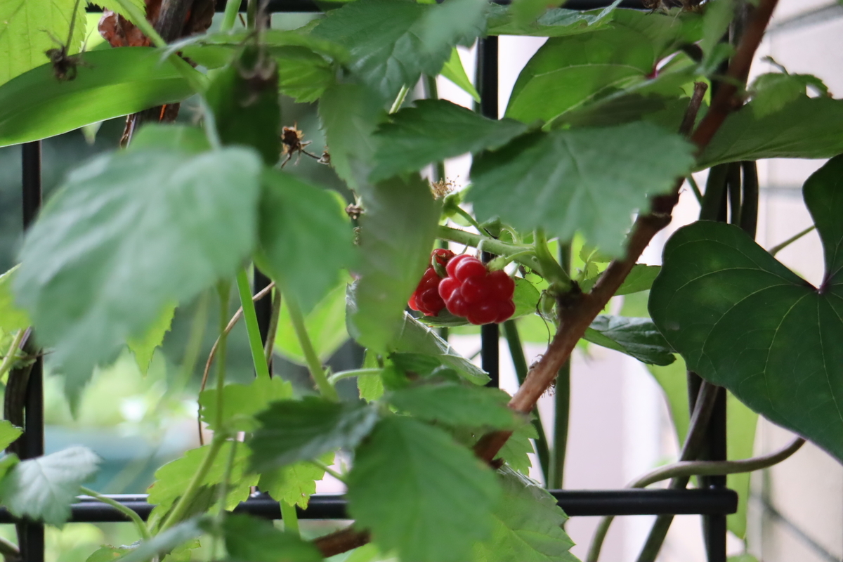 f:id:tomato_1:20210709205013j:plain