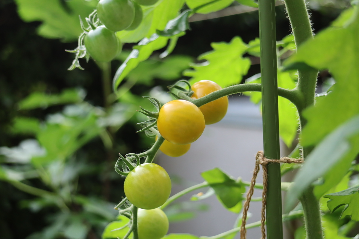 f:id:tomato_1:20210709205350j:plain