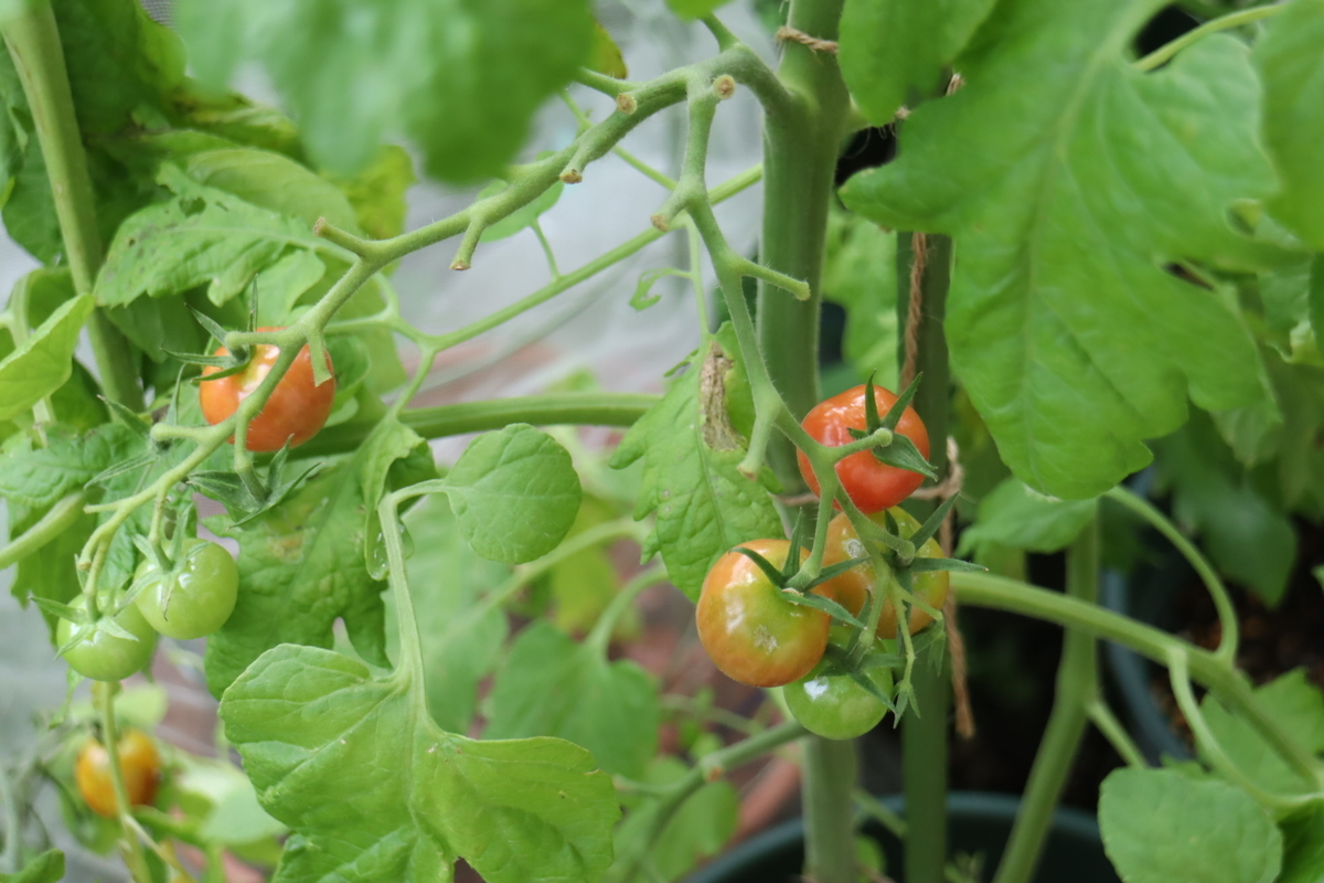 f:id:tomato_1:20210709205504j:plain