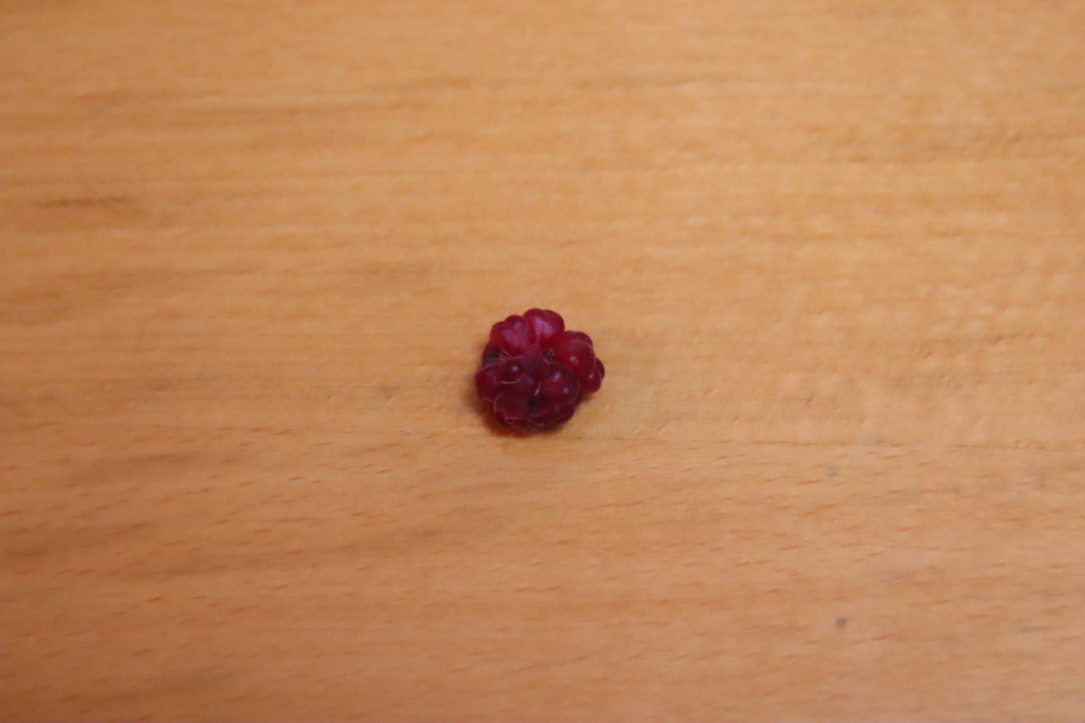 f:id:tomato_1:20210711035530j:plain