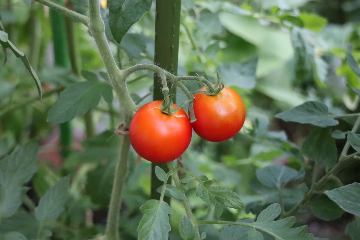 f:id:tomato_1:20210711035552j:plain