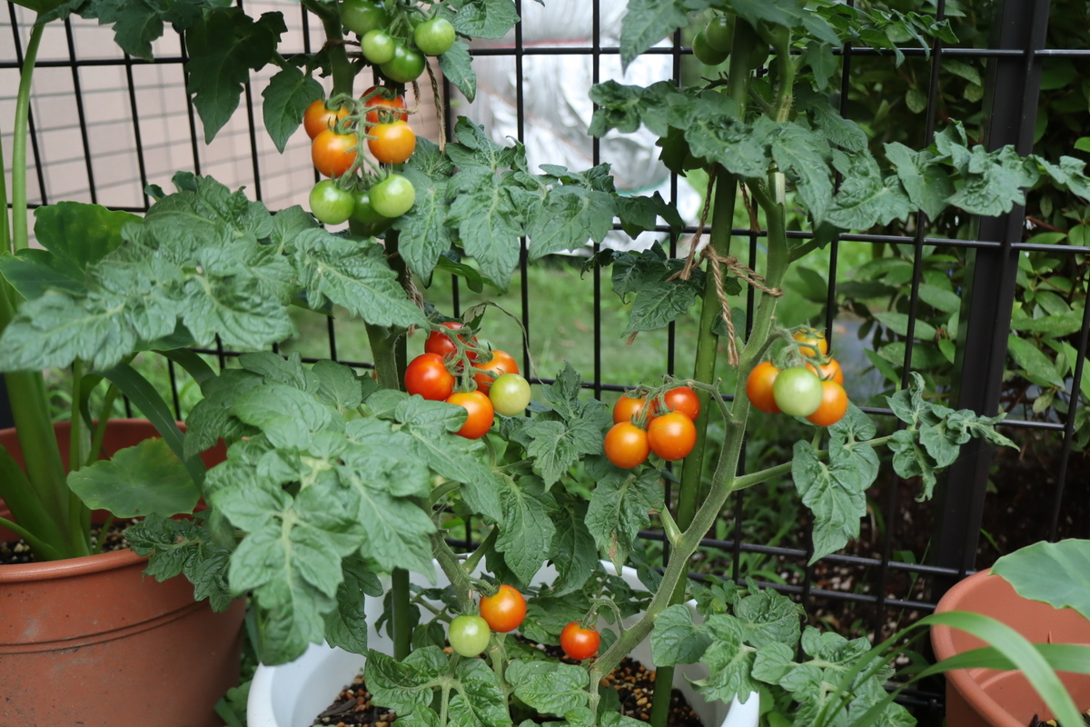 f:id:tomato_1:20210711035601j:plain
