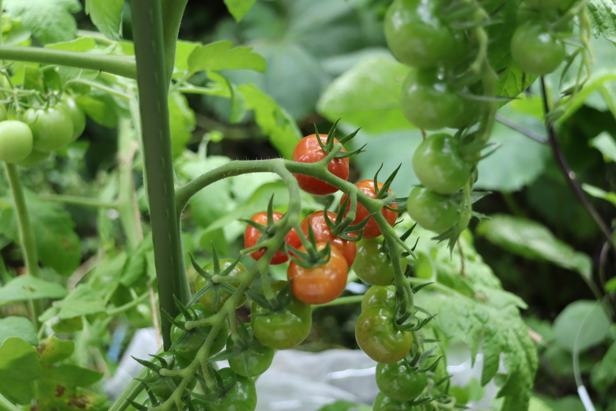 f:id:tomato_1:20210713001907j:plain