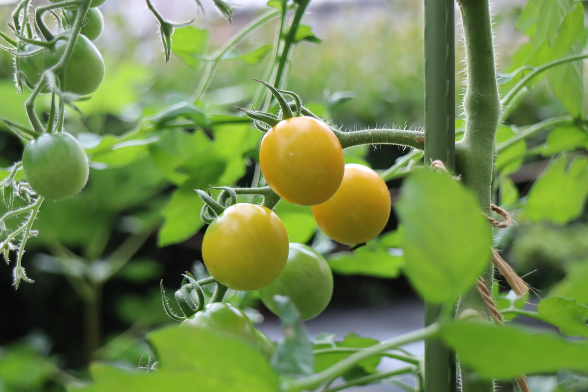 f:id:tomato_1:20210713001919j:plain