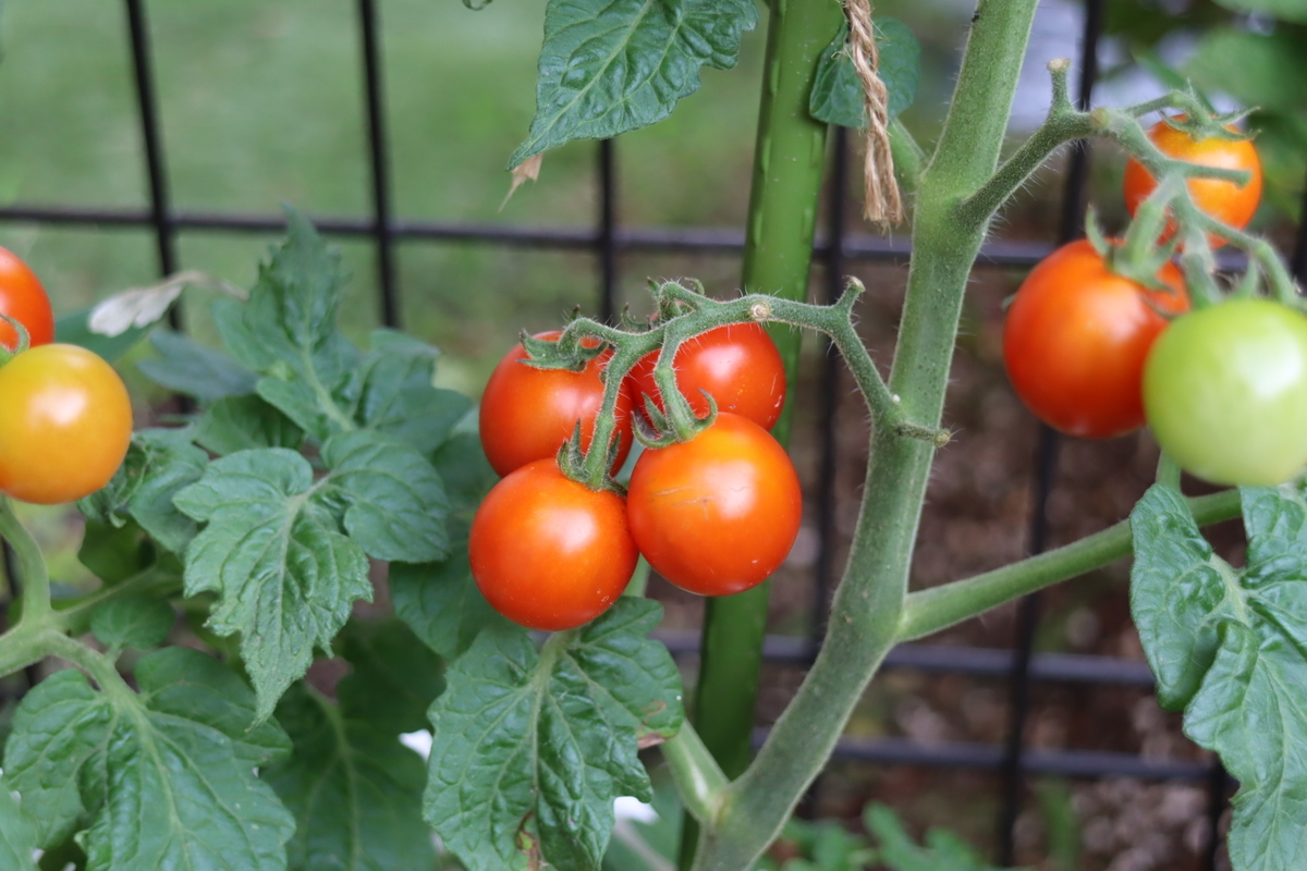 f:id:tomato_1:20210713002230j:plain