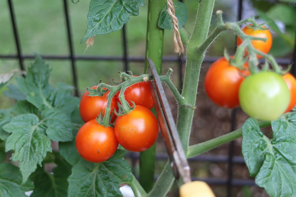 f:id:tomato_1:20210713002244j:plain