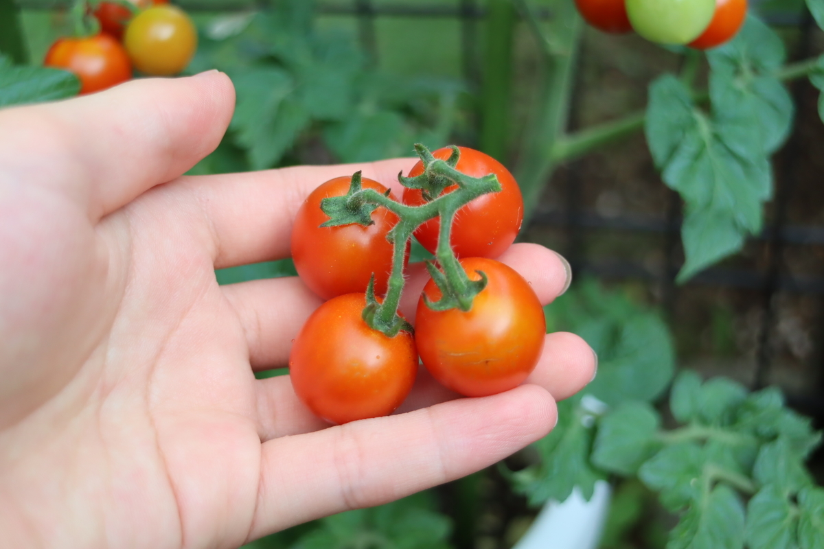 f:id:tomato_1:20210713002304j:plain