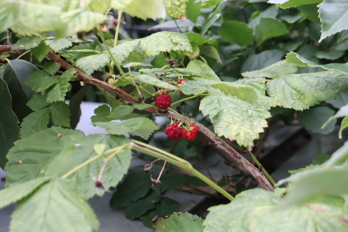 f:id:tomato_1:20210714032548j:plain