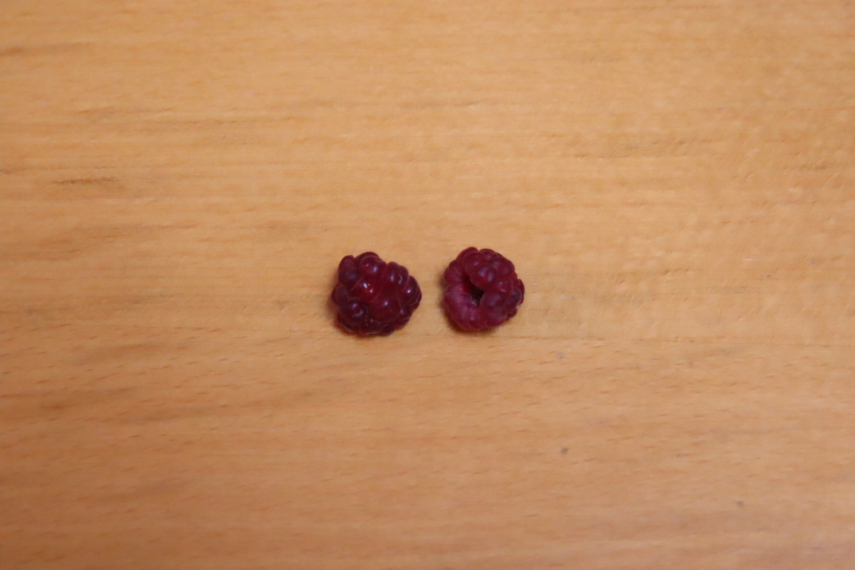f:id:tomato_1:20210714032838j:plain