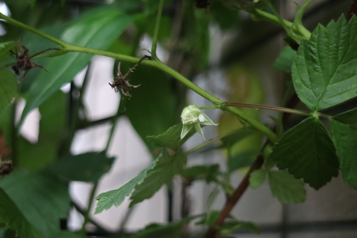 f:id:tomato_1:20210714032954j:plain