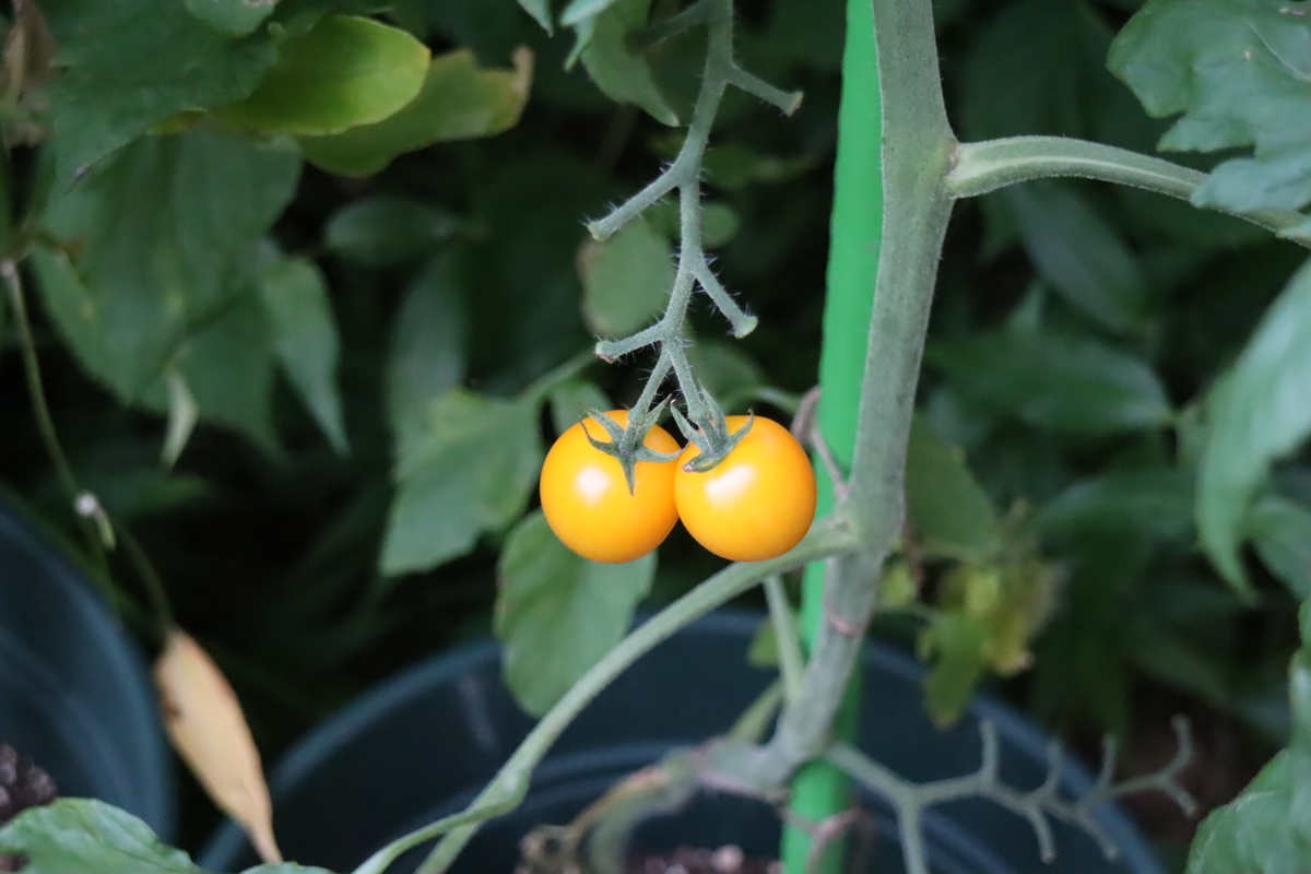 f:id:tomato_1:20210714034332j:plain