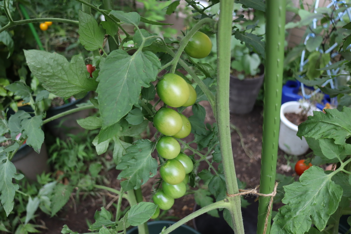 f:id:tomato_1:20210714034410j:plain