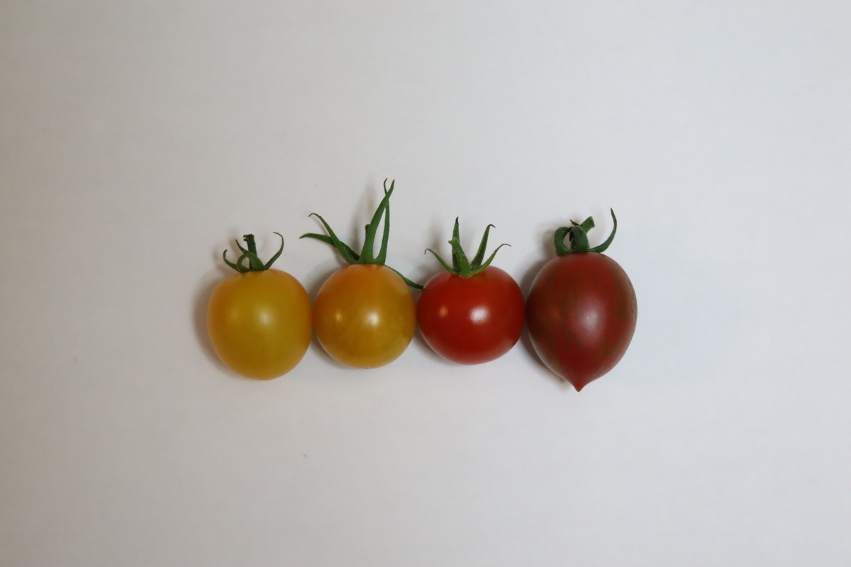 f:id:tomato_1:20210714034949j:plain