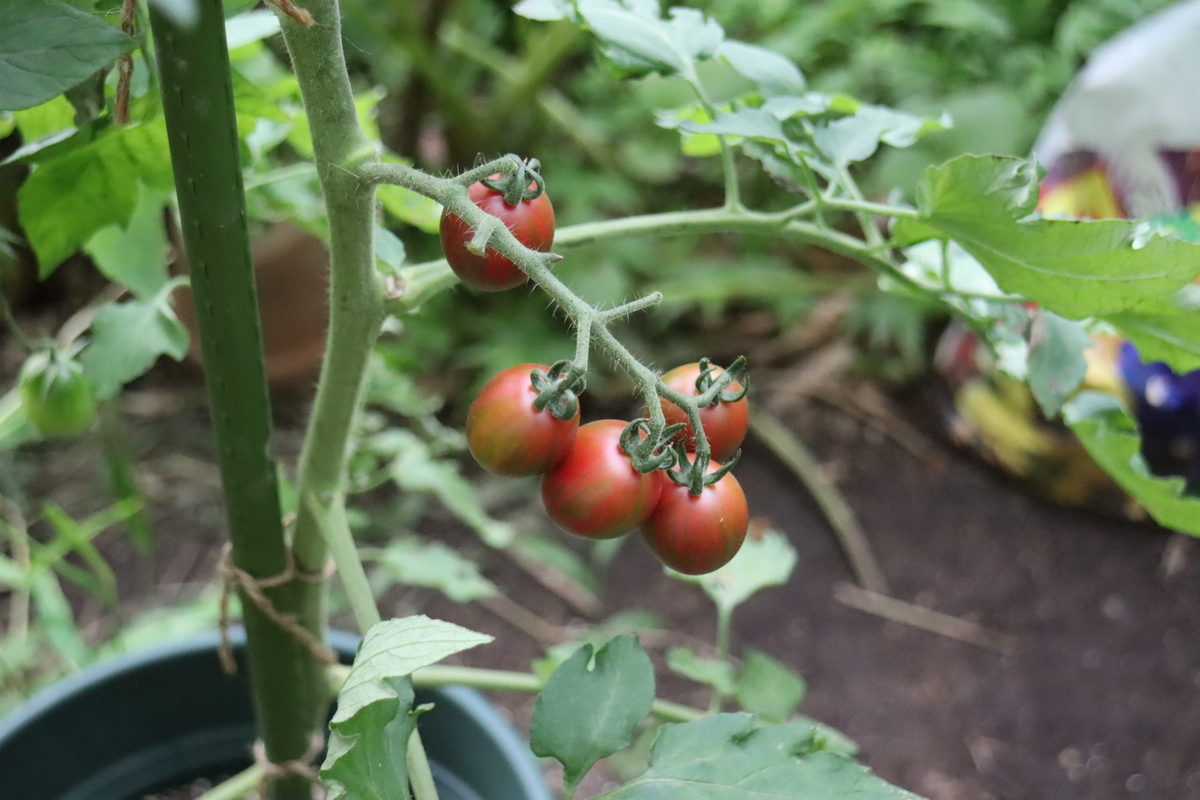 f:id:tomato_1:20210714035008j:plain
