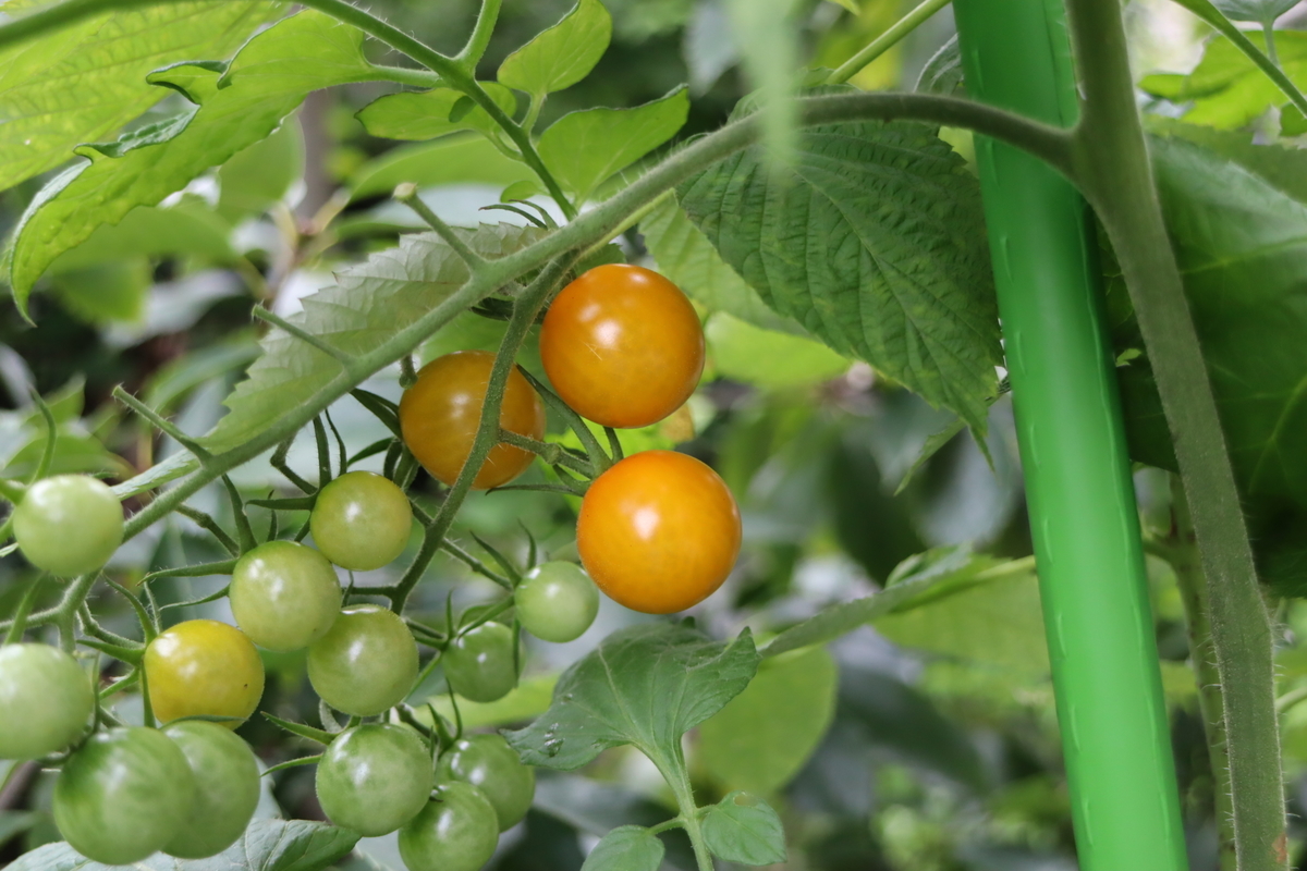 f:id:tomato_1:20210715023801j:plain