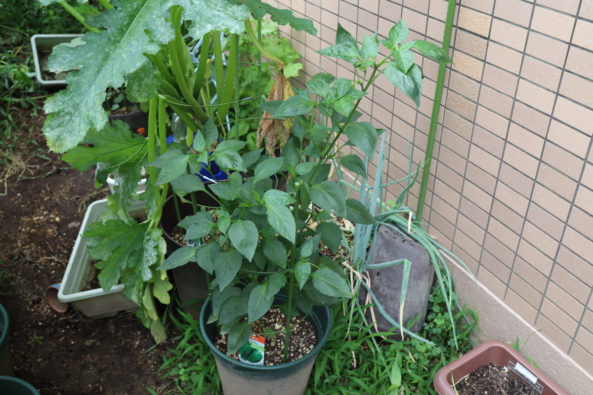 f:id:tomato_1:20210715024148j:plain