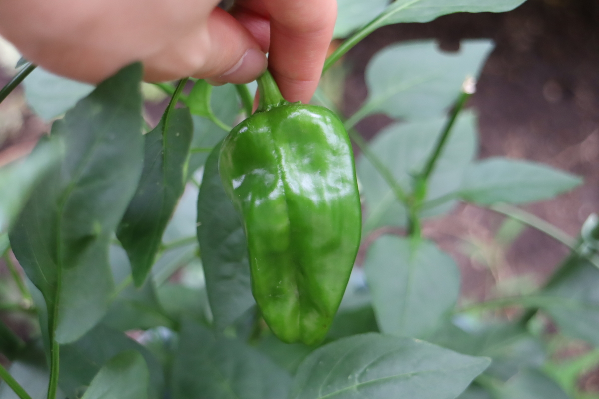 f:id:tomato_1:20210715024158j:plain