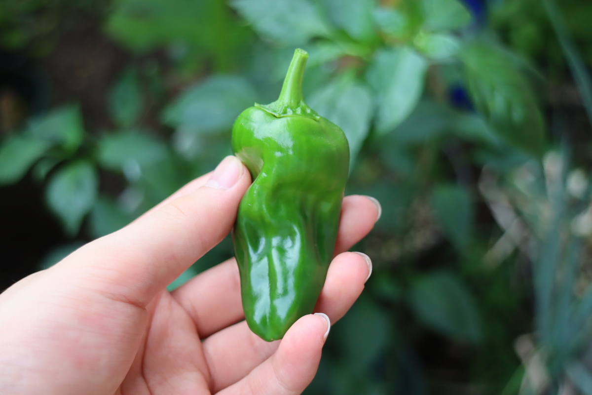 f:id:tomato_1:20210715024208j:plain