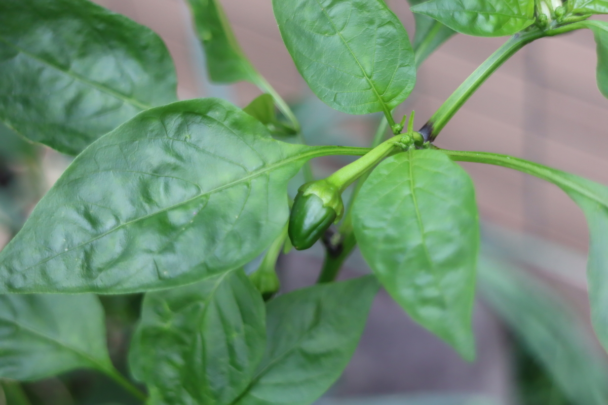 f:id:tomato_1:20210715024233j:plain