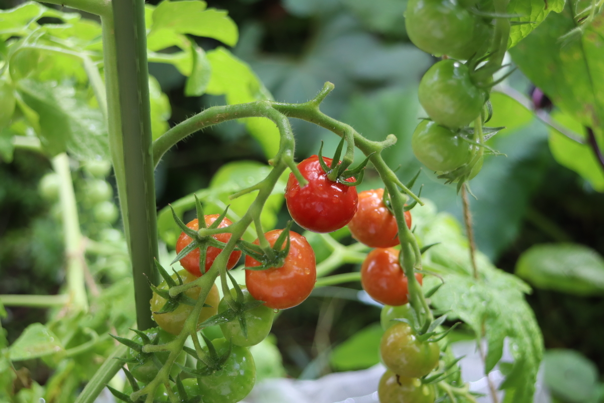 f:id:tomato_1:20210716040011j:plain