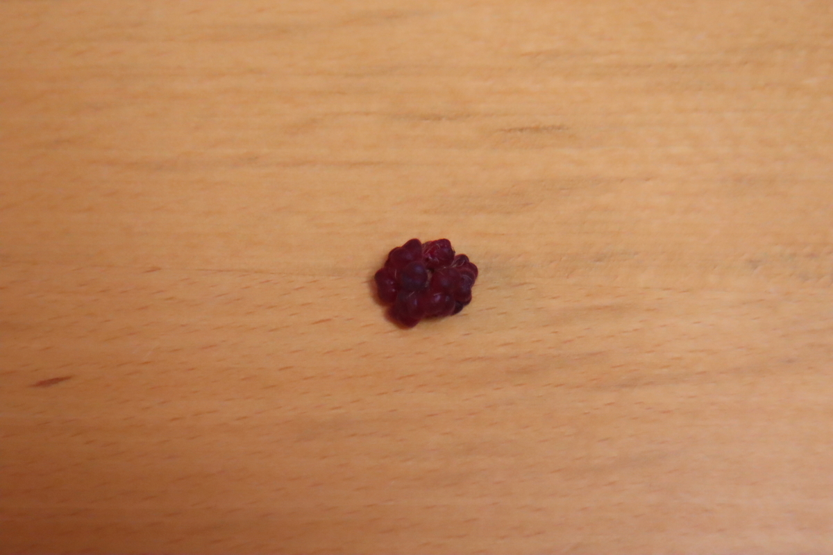 f:id:tomato_1:20210717040438j:plain
