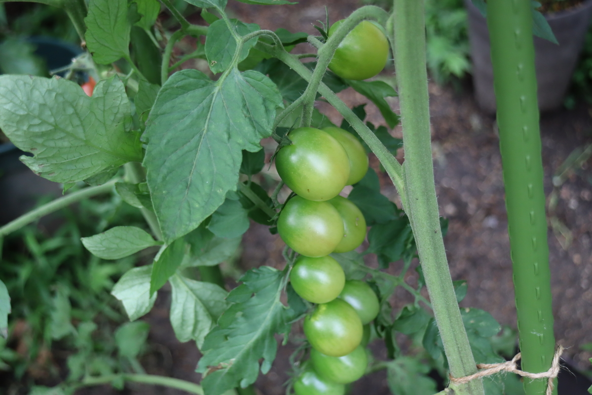 f:id:tomato_1:20210717040916j:plain