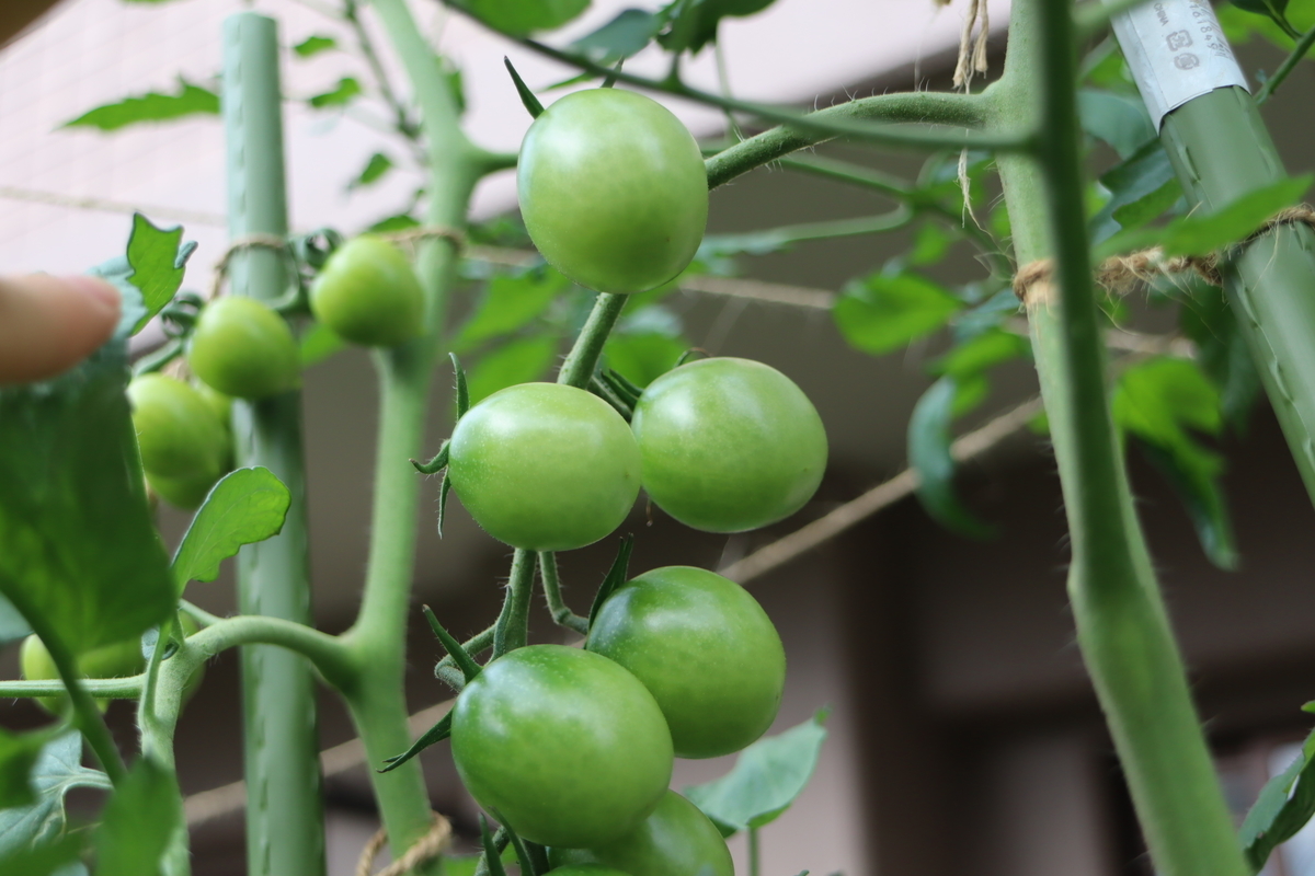 f:id:tomato_1:20210717040927j:plain