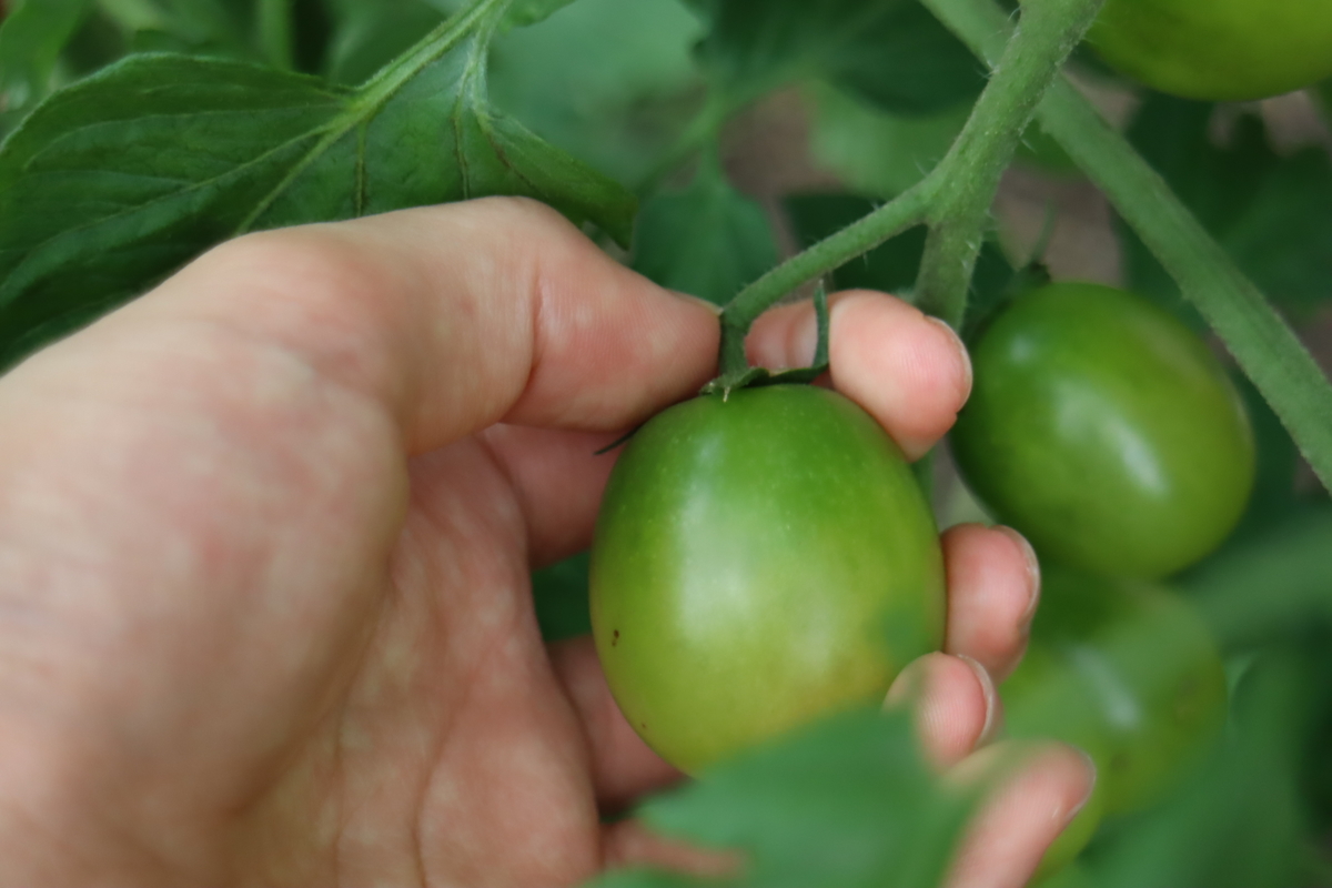 f:id:tomato_1:20210717040941j:plain