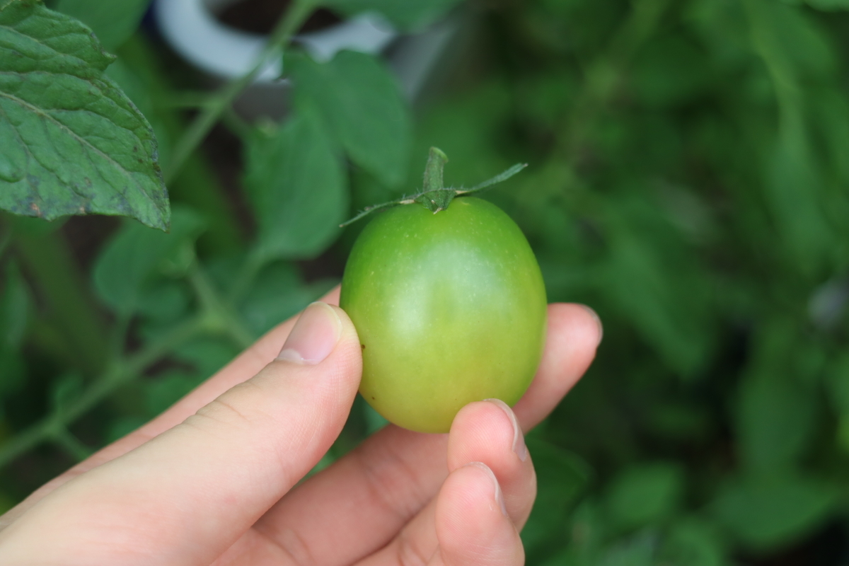 f:id:tomato_1:20210717041002j:plain