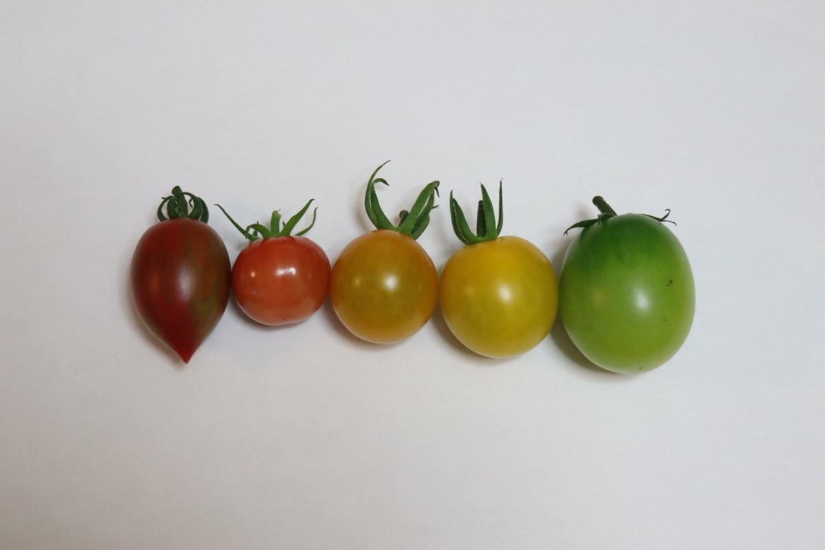 f:id:tomato_1:20210717041131j:plain