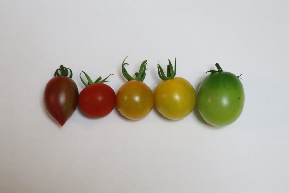 f:id:tomato_1:20210717041140j:plain