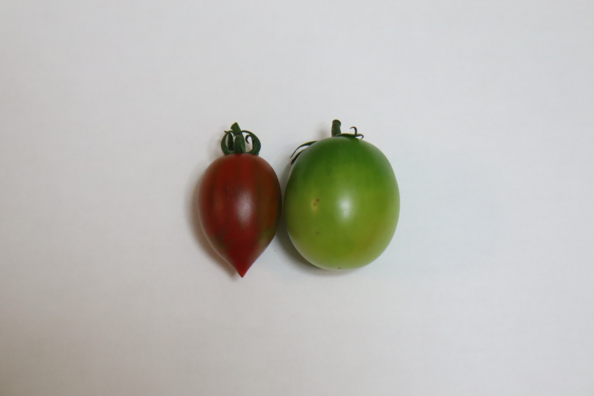 f:id:tomato_1:20210717041206j:plain