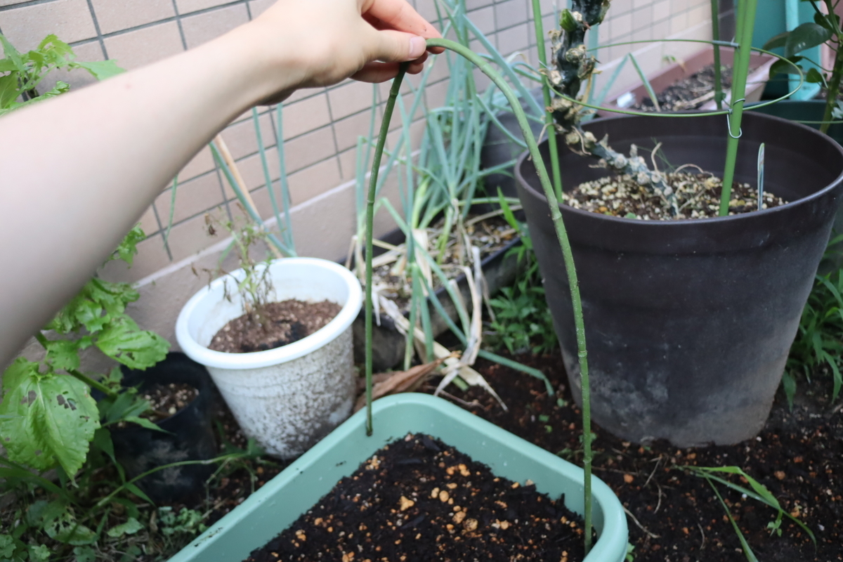 f:id:tomato_1:20210717232531j:plain