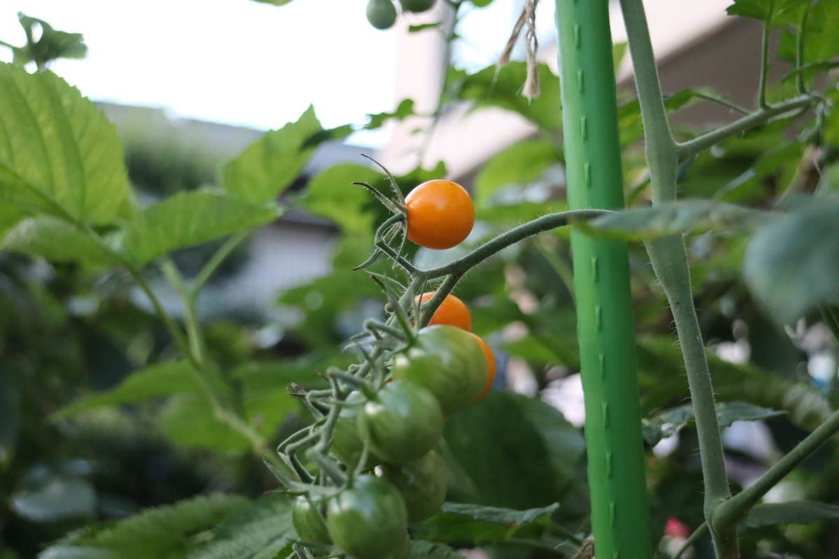 f:id:tomato_1:20210717232841j:plain