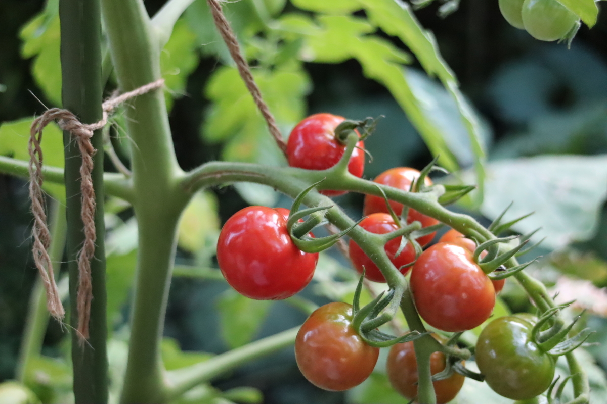 f:id:tomato_1:20210717232930j:plain