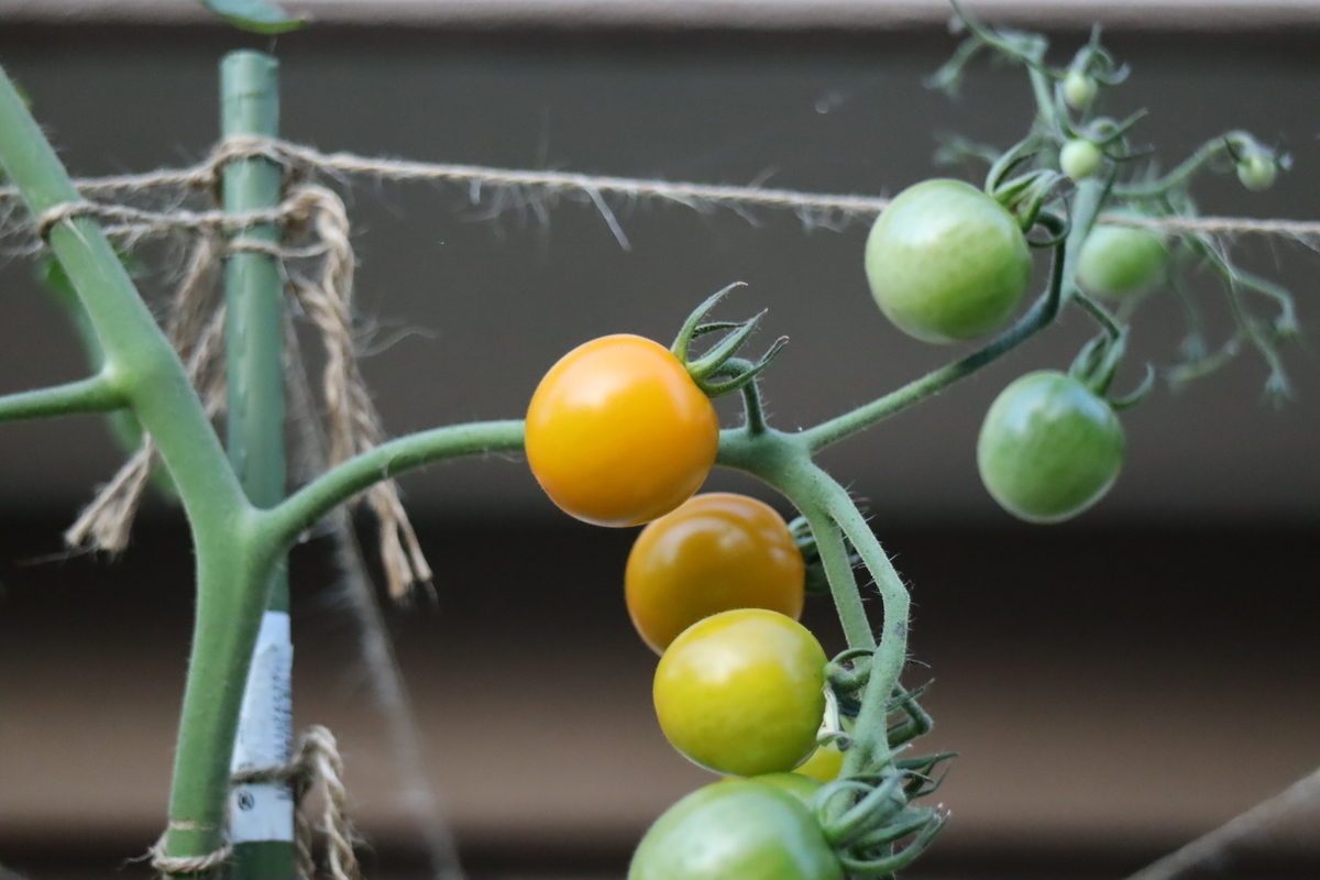 f:id:tomato_1:20210717232949j:plain
