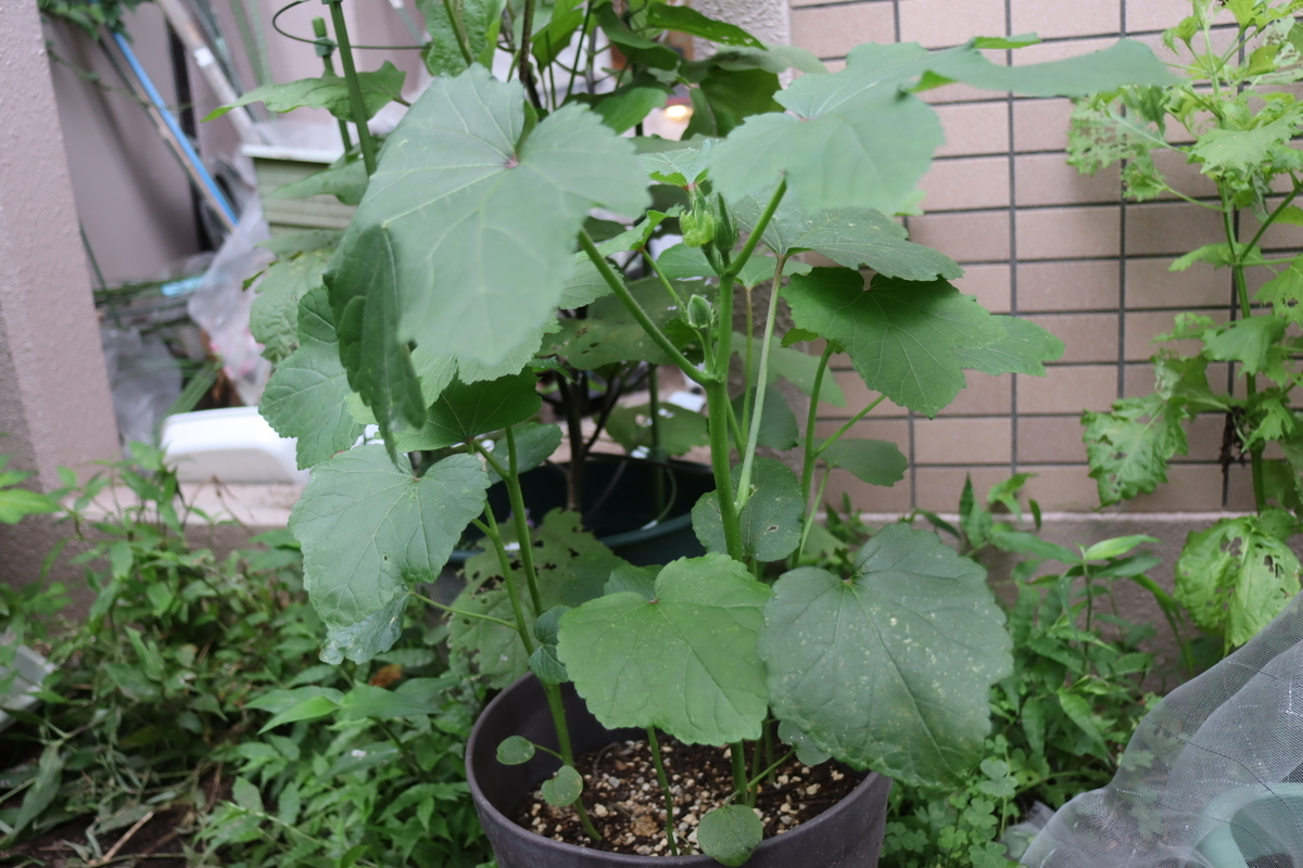 f:id:tomato_1:20210719040232j:plain