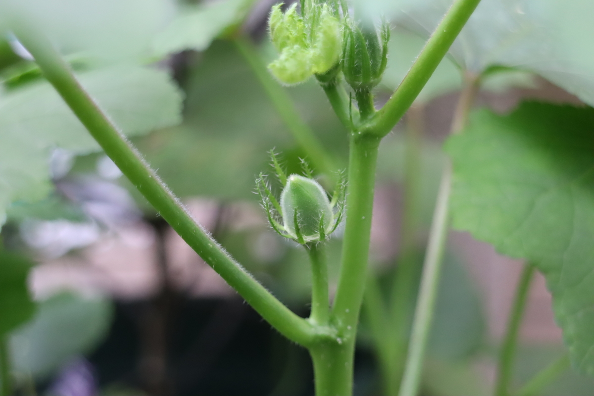 f:id:tomato_1:20210719040242j:plain