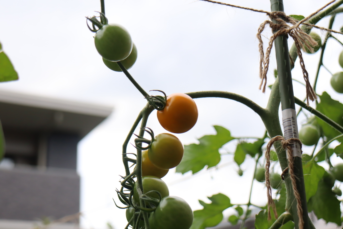 f:id:tomato_1:20210719041613j:plain