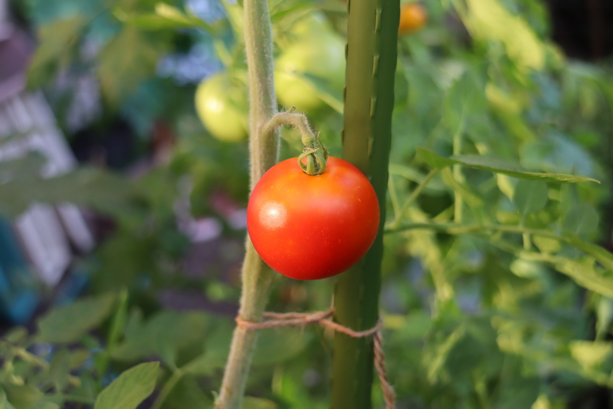 f:id:tomato_1:20210720035342j:plain