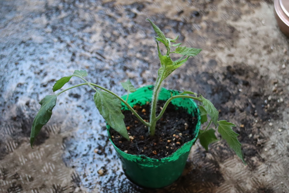 f:id:tomato_1:20210721042035j:plain