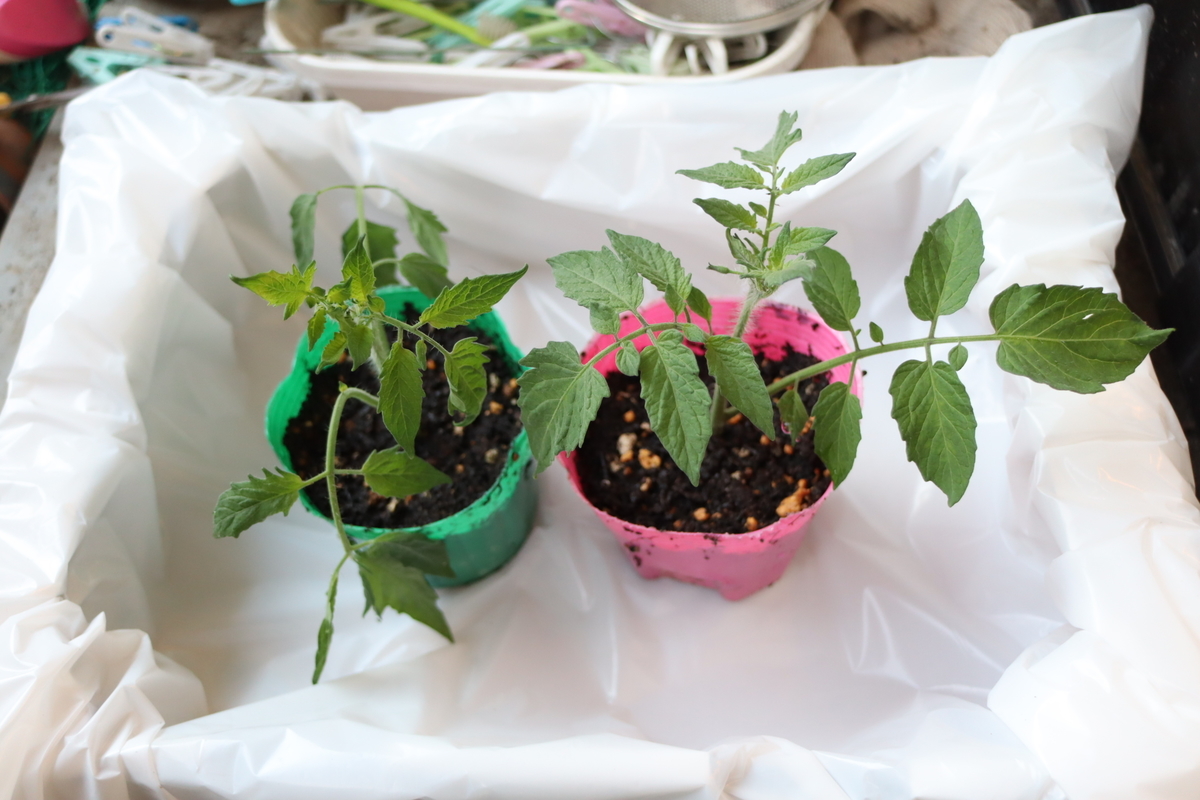 f:id:tomato_1:20210721042101j:plain