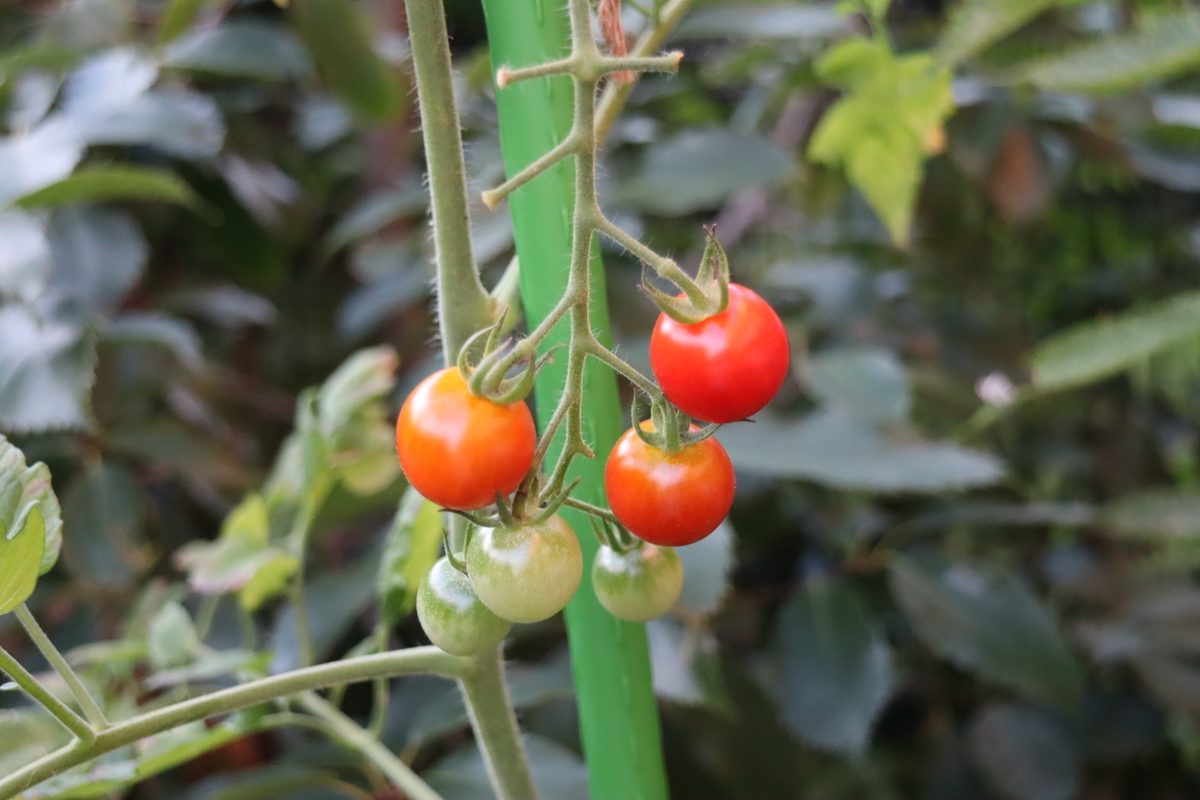 f:id:tomato_1:20210721042111j:plain