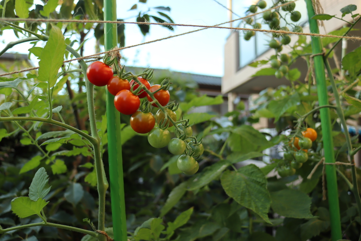 f:id:tomato_1:20210722024444j:plain