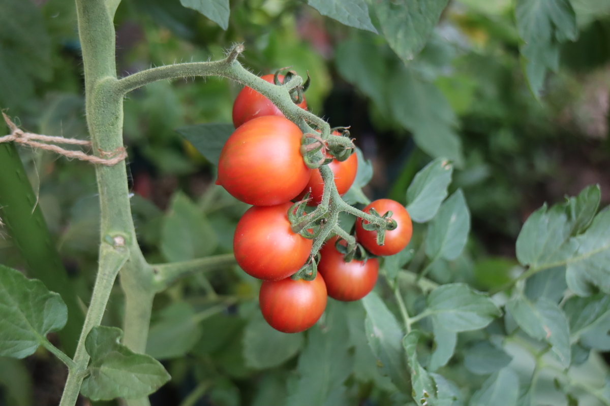 f:id:tomato_1:20210722233044j:plain
