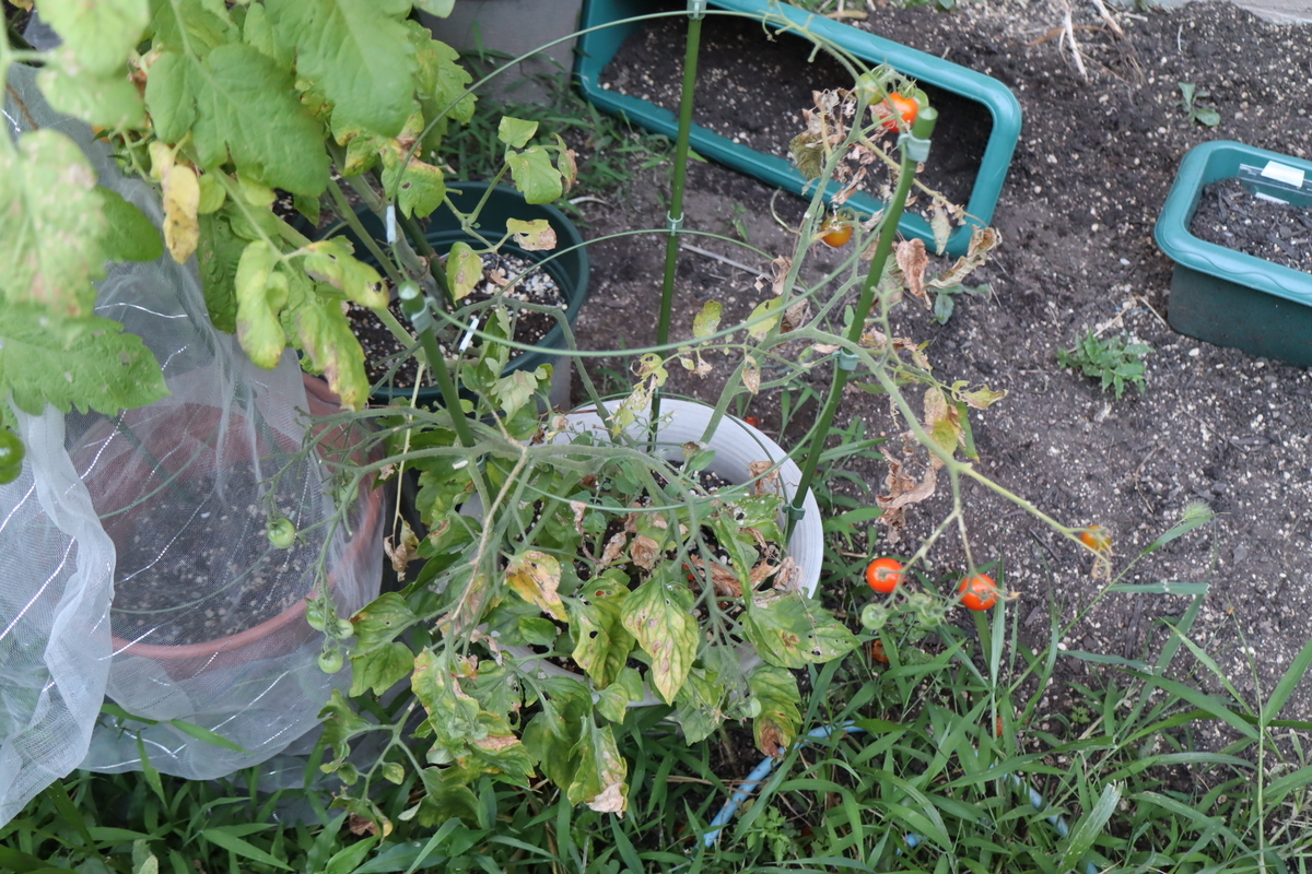 f:id:tomato_1:20210724034352j:plain