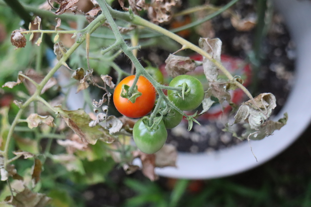 f:id:tomato_1:20210724034356j:plain