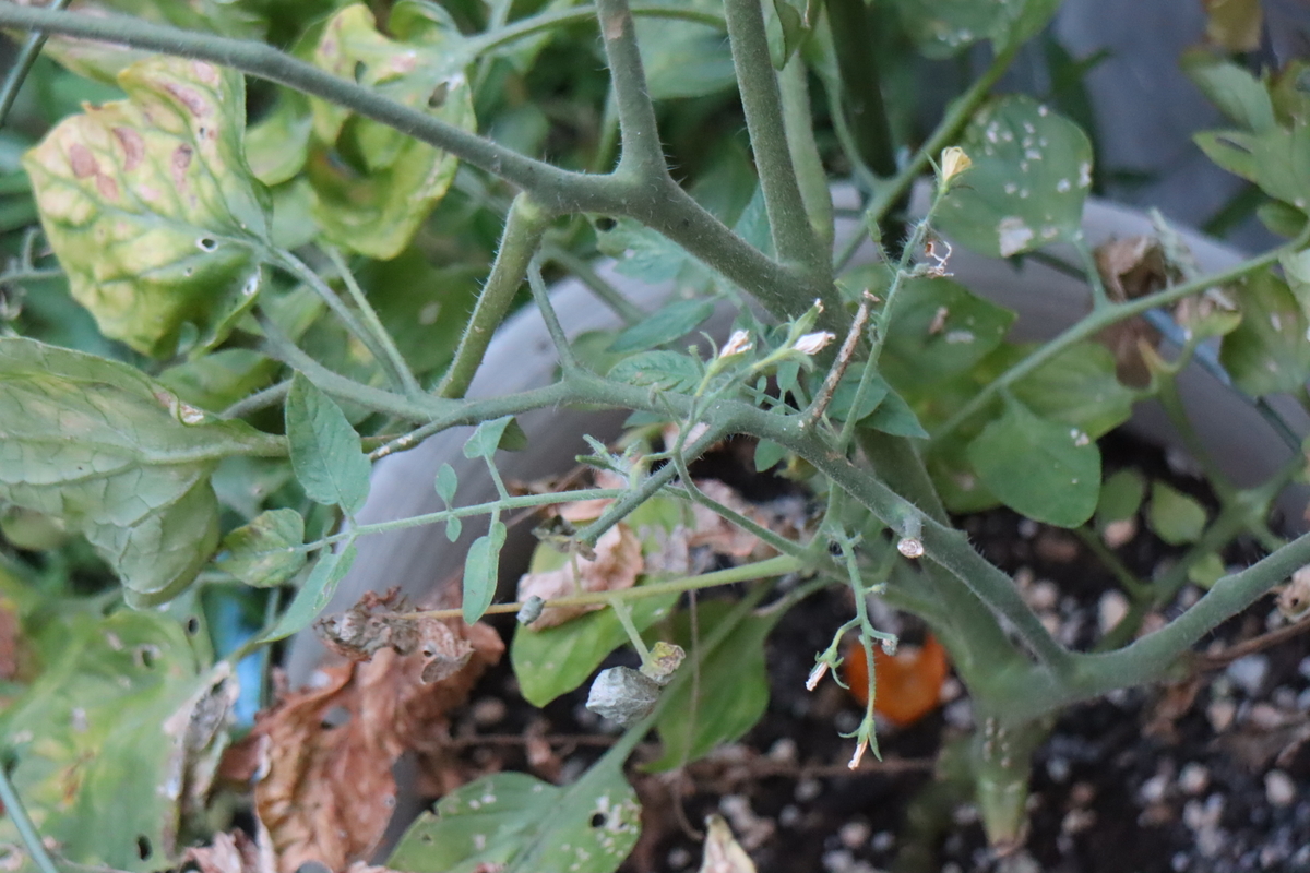f:id:tomato_1:20210724034406j:plain