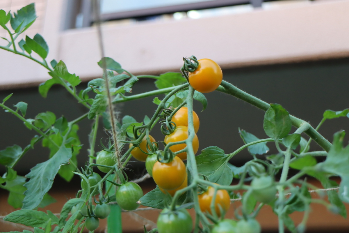 f:id:tomato_1:20210724034420j:plain